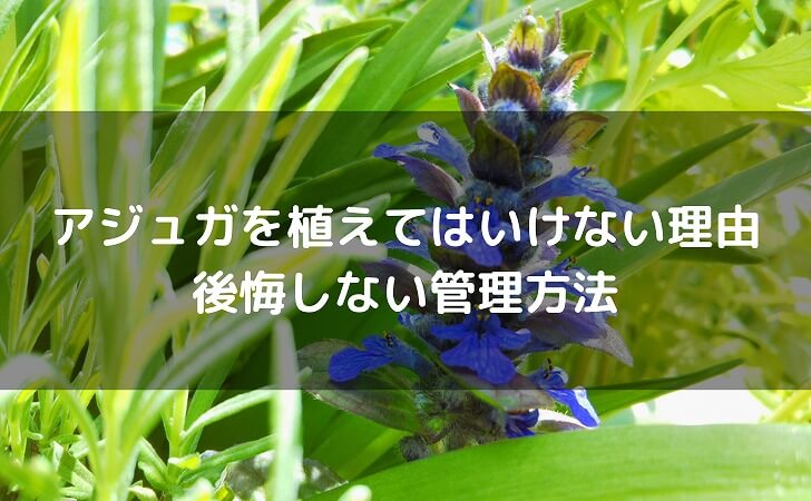 アジュガの花