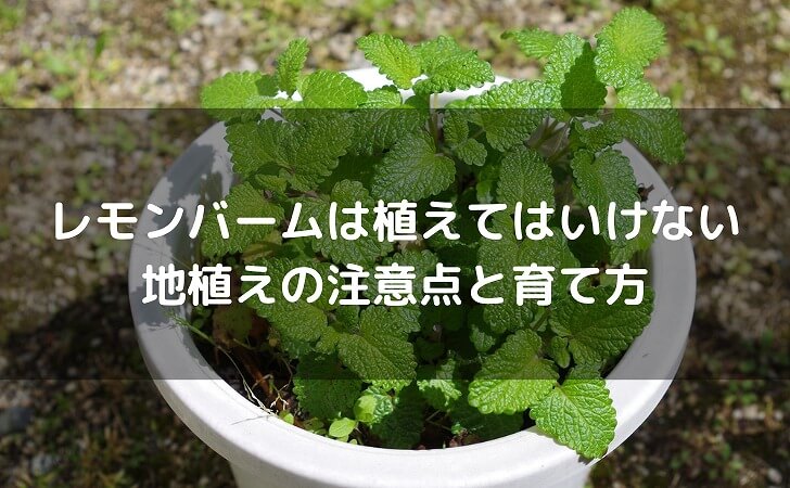 鉢植えのレモンバーム