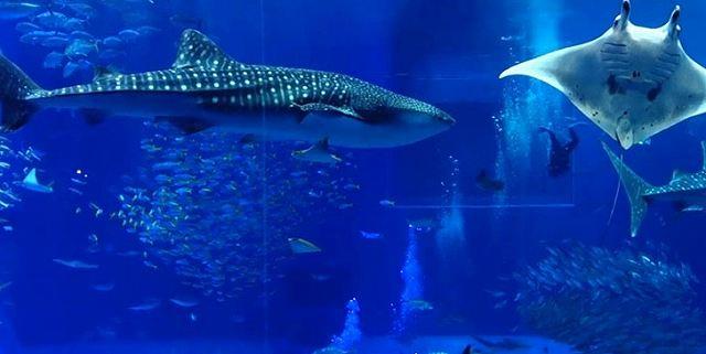 美ら海水族館の割引券はローソンで当日買える イナコド 田舎で子育てをしてます 美ら海水族館の割引券はローソンで当日買える イナコド 田舎で子育てをしてます