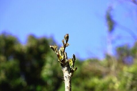 タラの芽の取り方に注意 タラの芽の木見分け方と似てる木の特徴 イナコド 田舎で子育てをしてます