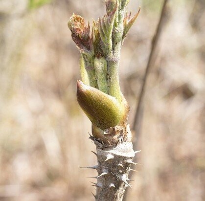 タラの芽の取り方に注意 タラの芽の木見分け方と似てる木の特徴 イナコド 田舎で子育てをしてます タラの芽の取り方に注意 タラの芽の木見分け方と似てる木の特徴 イナコド 田舎で子育てをしてます