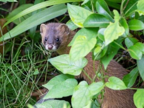 イタチの駆除方法 畑や庭に来るケースや家の屋根裏からの追い出し方 イナコド 田舎で子育てをしてます イタチの駆除方法 畑や庭に来るケースや家の屋根裏からの追い出し方 イナコド 田舎で子育てをしてます