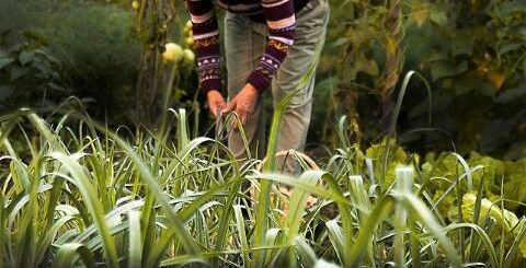 マイクラの農民が働かない理由は 小麦を拾わない 植えない 収穫しない時の対策 イナコド 田舎で子育てをしてます